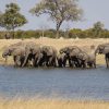 Viaggio in Zimbabwe safari