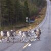 Estate in Lapponia, viaggio in Finlandia, renne