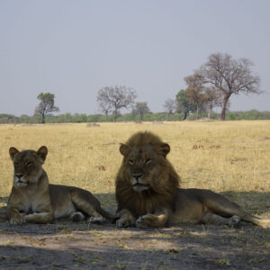 Viaggio in Zimbabwe-Hwange2